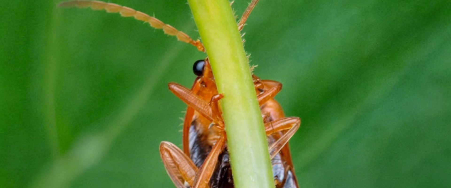 How Energy-Efficient Lighting Helps in Pest Control