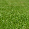 Enhance Your Home with Energy-Efficient Lighting & Professional Lawn Care