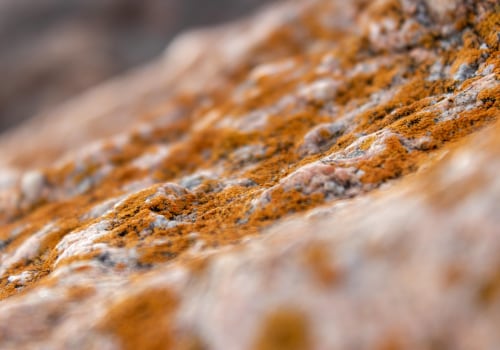 Energy Efficient Lighting and Mold Inspection: Essential for Businesses